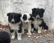 Border Collie Adoção