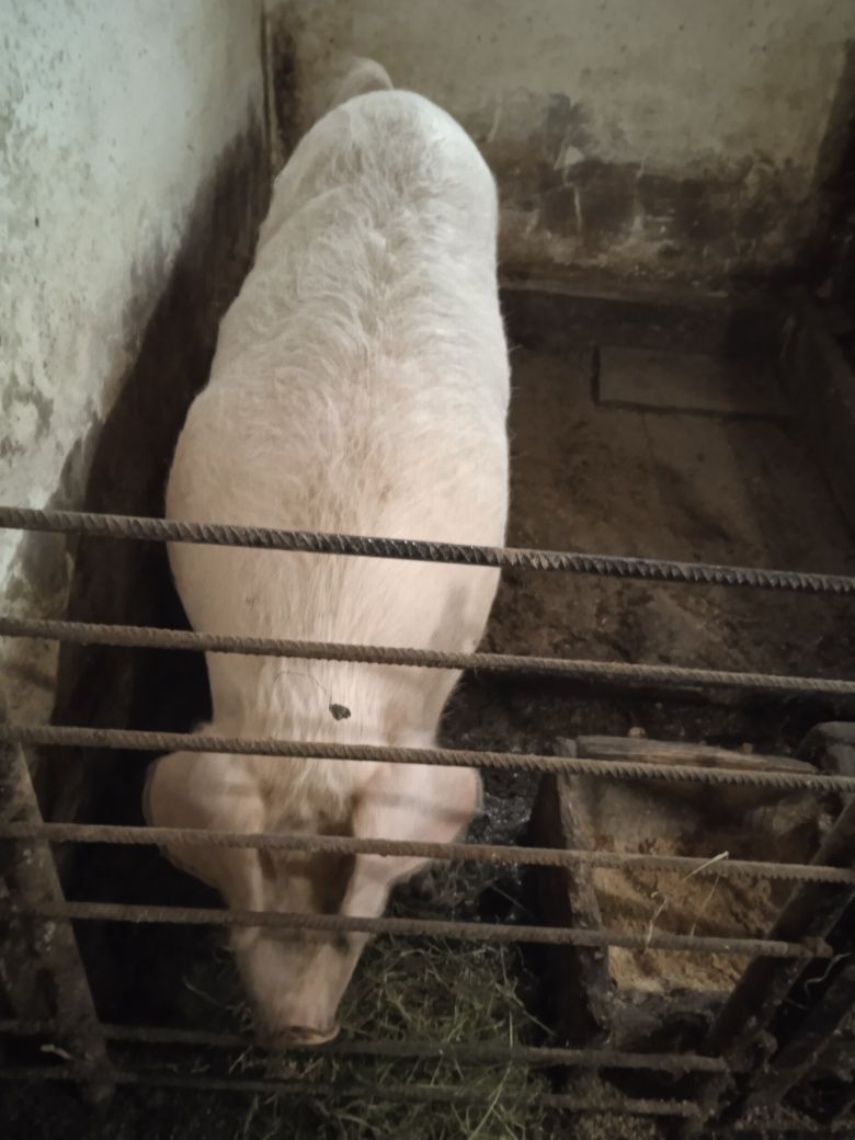 Продам свиню годована домашнім кормом вага 220 кг деталі за телефоном