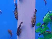 ancistrus albino e ancistrus negro