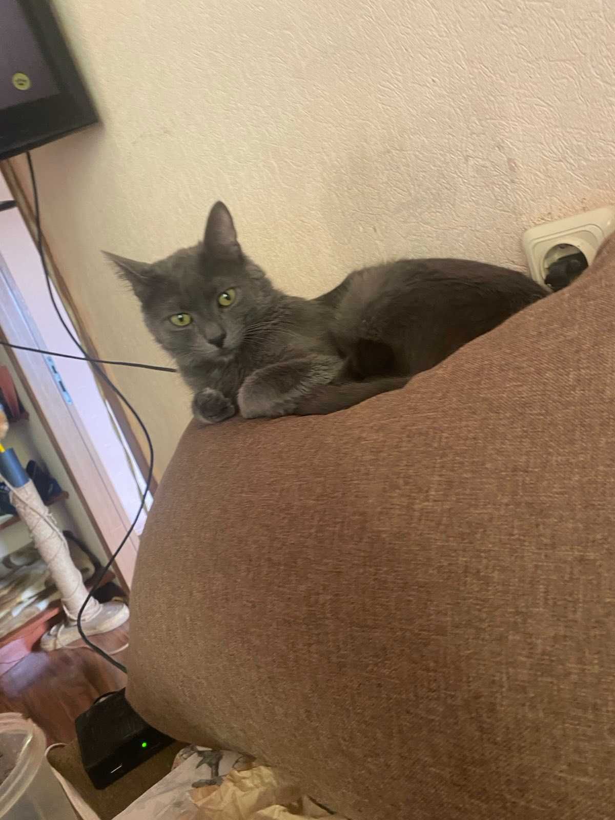 Котик сірий молодий