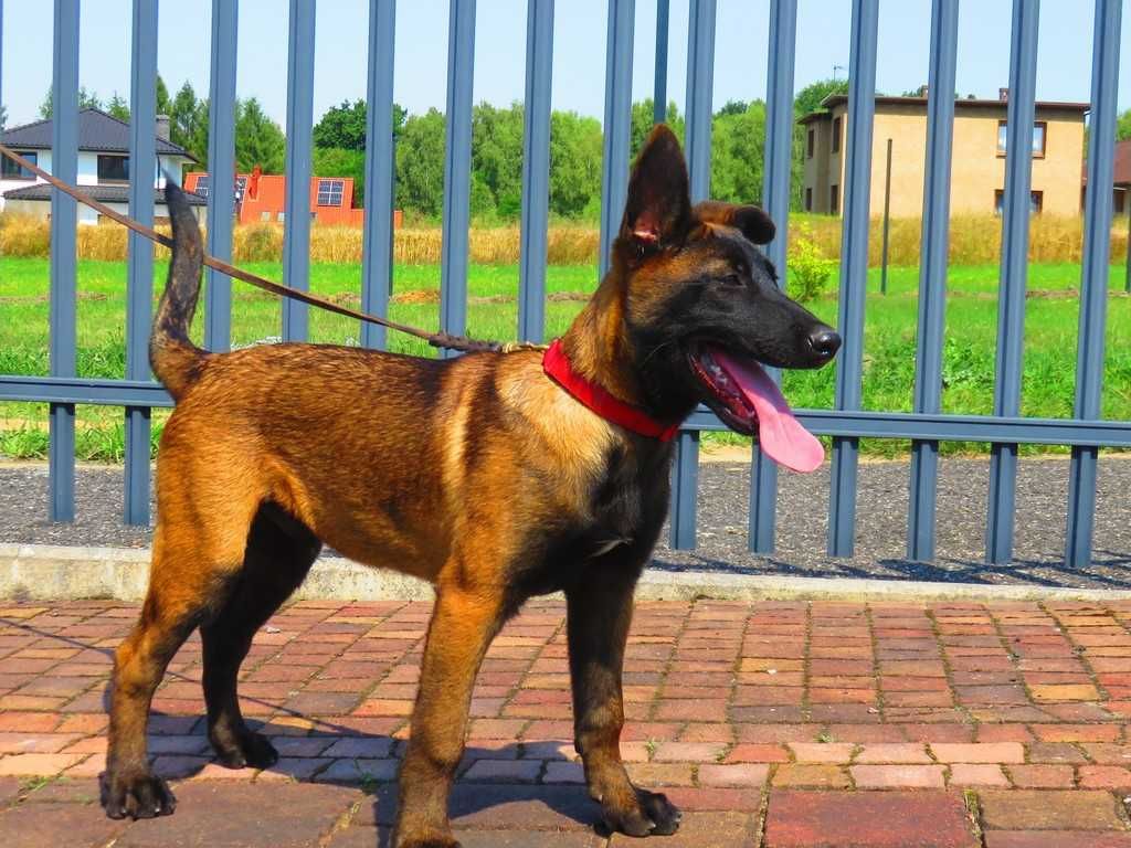 Owczarek Belgijski Malinois Pies