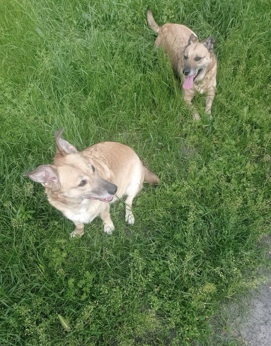 Эти милые девочки ищут семью или приют!