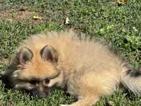 Szpic miniaturowy pomeranian suczka prange z rodowodem