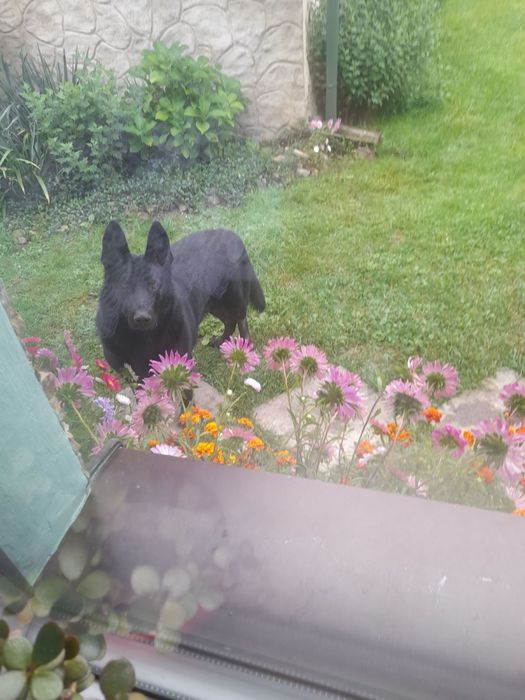 Відам в хороші руки чорна вівчарка(вона)