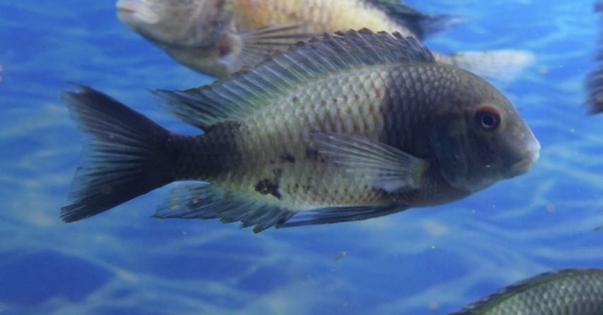 Tropheus ikola od Neon Zoo