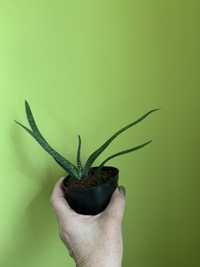Aloes w doniczce (sukulent)