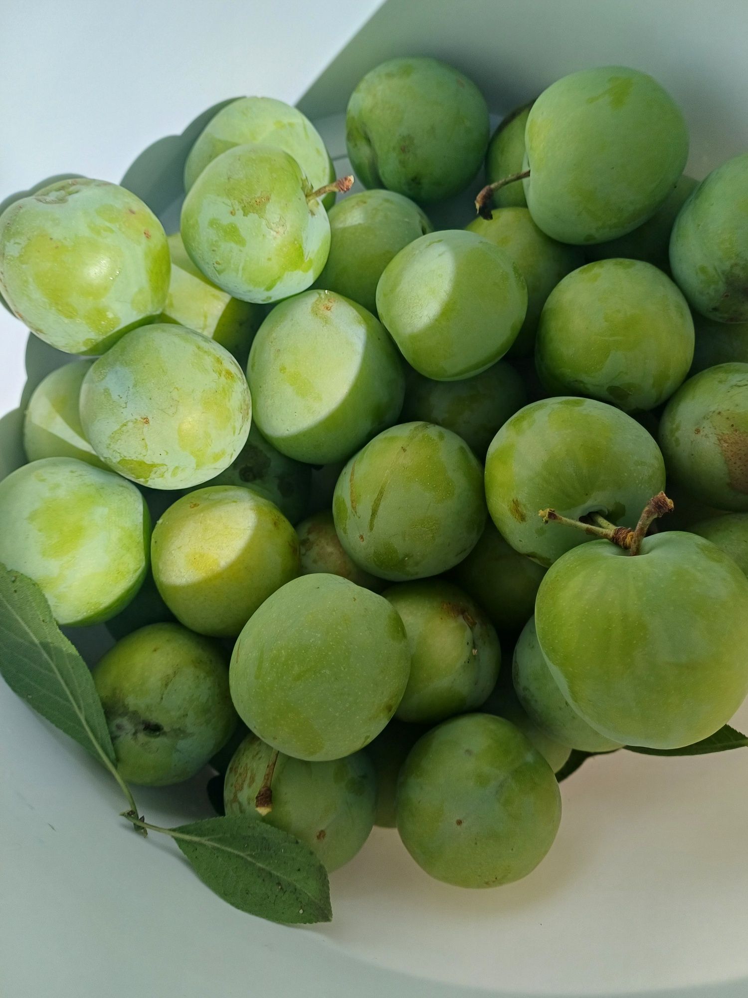 Śliwka Renkloda Ulena