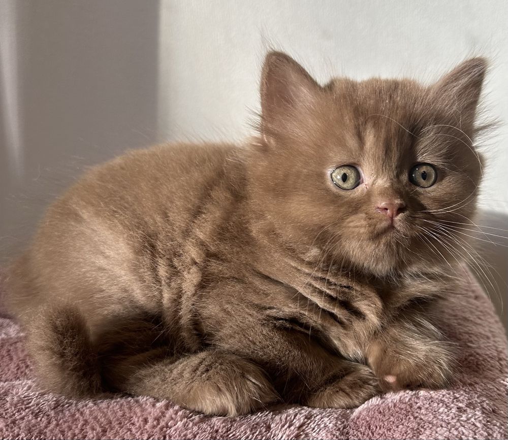 Fêmea British Longhair cinnamon com LOP