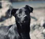 JASPER do adopcji