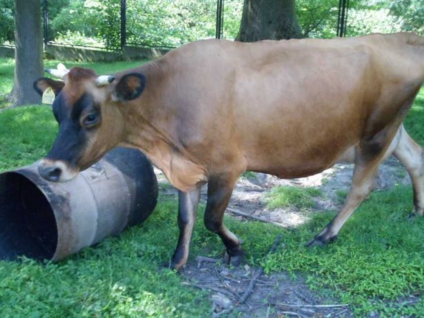 mleko       krowie