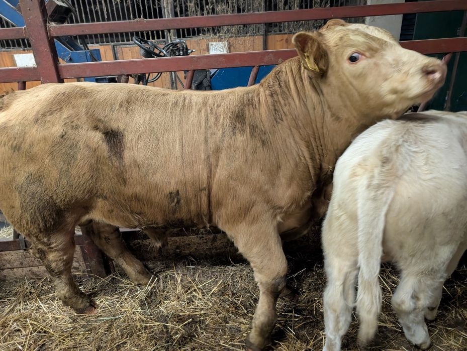 Sprzedam odsadki byczki i jałówki polskie duże ilość