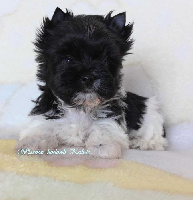 Biewer Yorkshire Terrier Piesek Odchowany