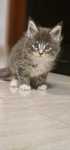 Maine coon exelente exemplar