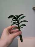 Zamiokulkas zenzi zamioculcas