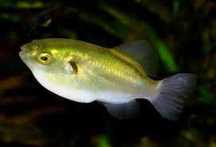 RARYTAS! Bronze Puffer-Auriglobus modestus. Cetarius