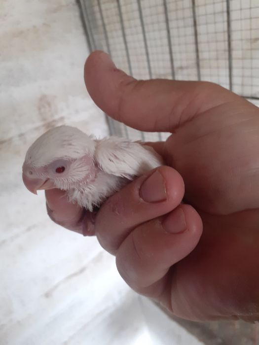 Rossicolis para criar a mão