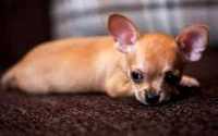 Chihuahua beżowy chłopak