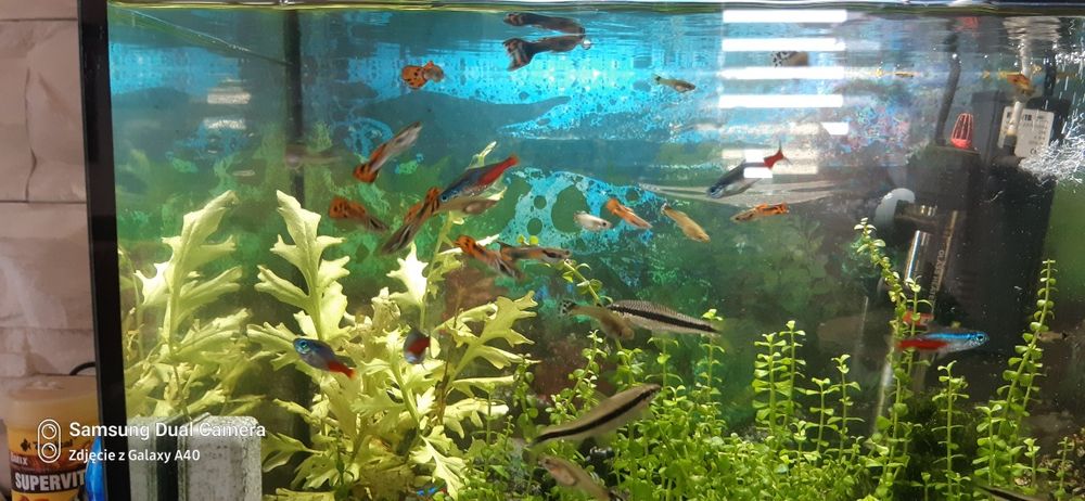 Sprzedam piękne gupiki samiec samiczka zdrowe kolorowe