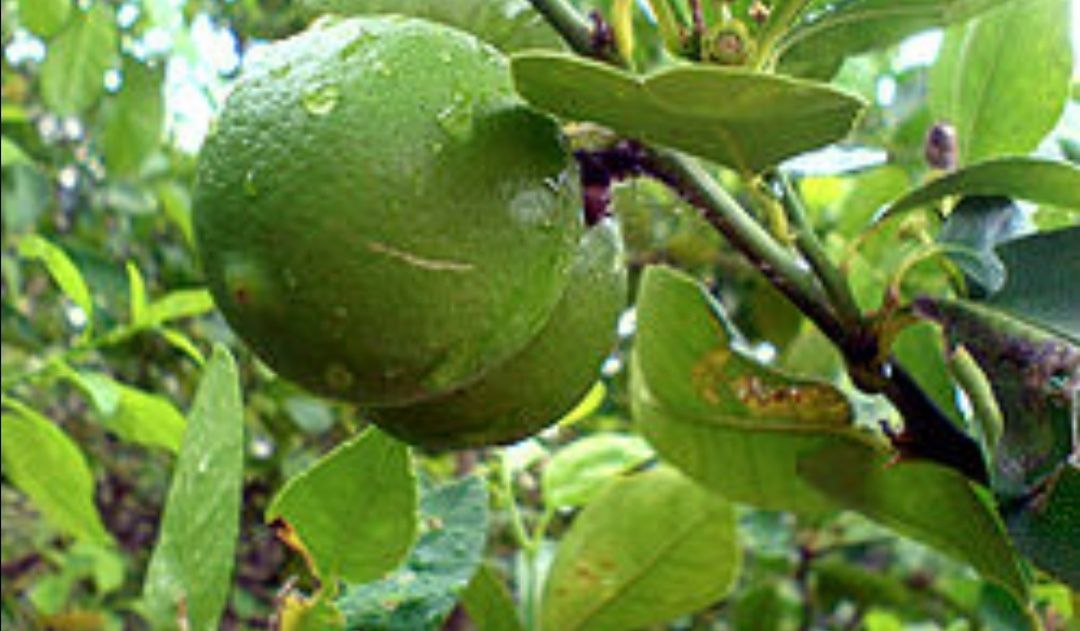 Árvores de limas, tangerinas, laranjas, toranjas e limões