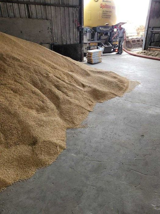 Alkalizacja Zakiszanie zboże kukurydza "Home'n dry" pH białko tłuszcz
