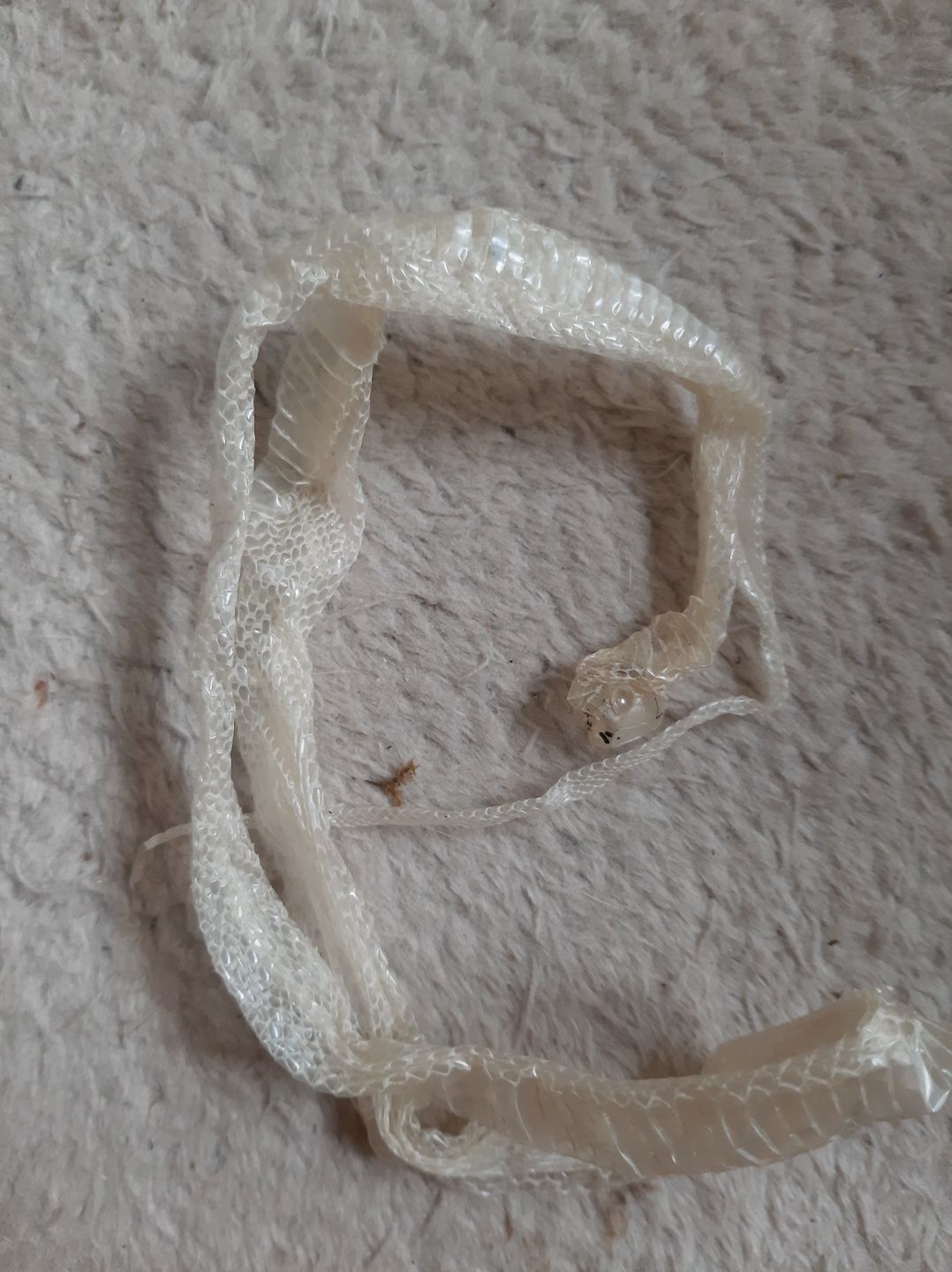 Wylinka węża biała 60-70cm