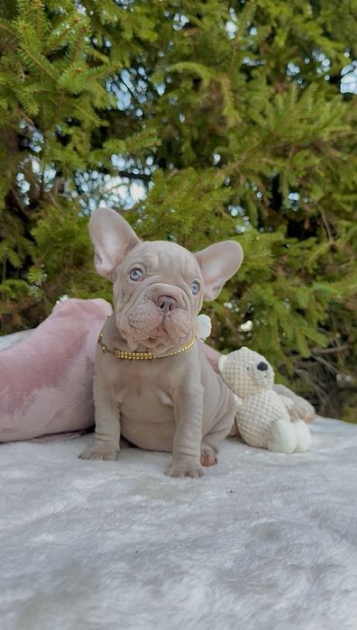 Buldog Francuski dziewczynka New shade Isabella