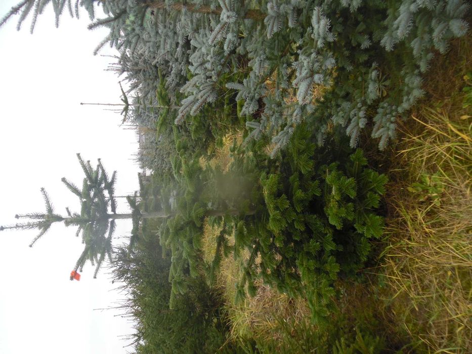 Choinki świąteczne z plantacji  ciętekopane