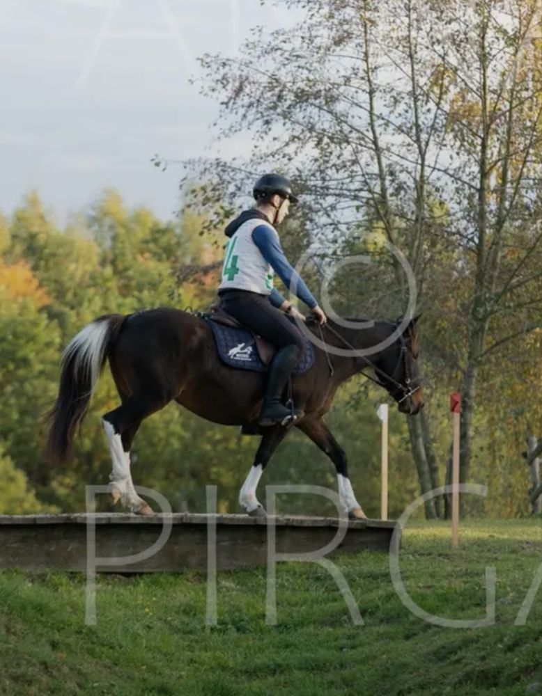 Klacz huculska 8lat