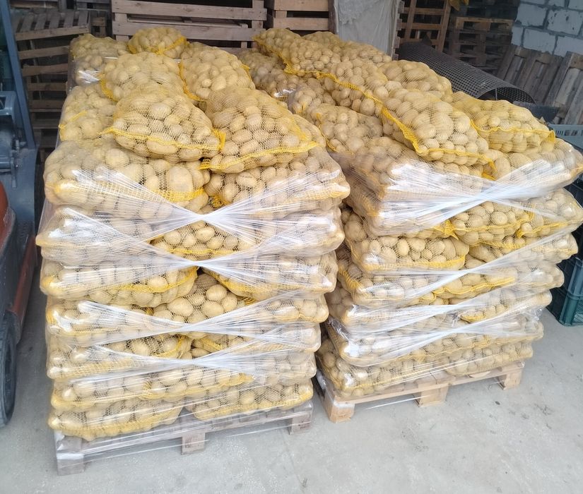 Ziemniaki jadalne Soraya, ranomi, surmia