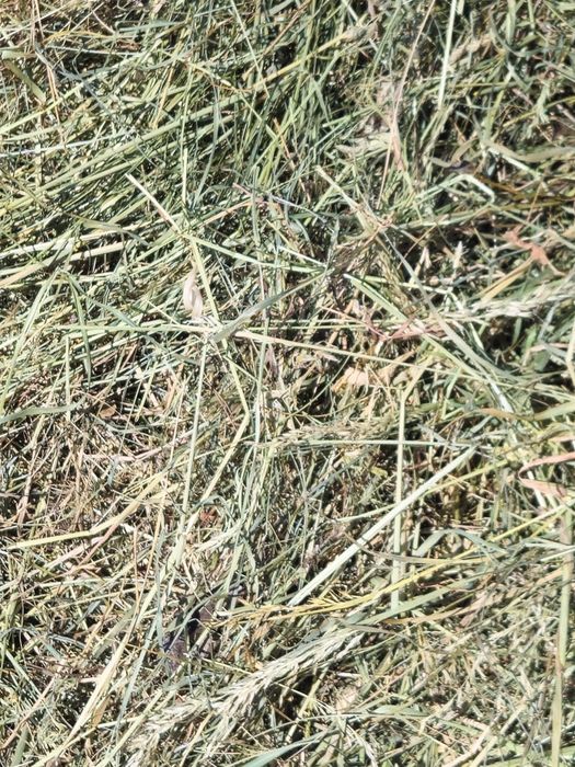 Siano dla królikow i gryzoni 4 kg