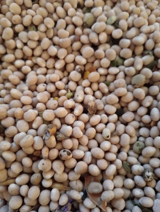 Łibin biały gorzki