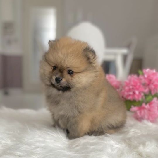 Przepiękny piesek Szpic miniaturowy Pomeranian
