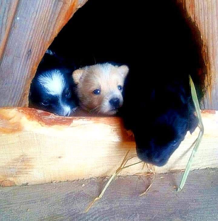 Подарую класних цуциків