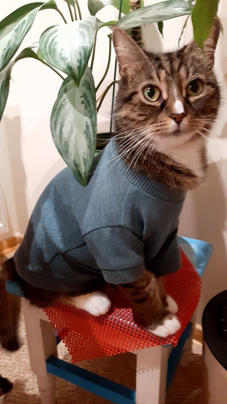 Светр для котика чи песика.