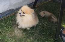 Szpice Miniaturowe Pomeranian Boo
