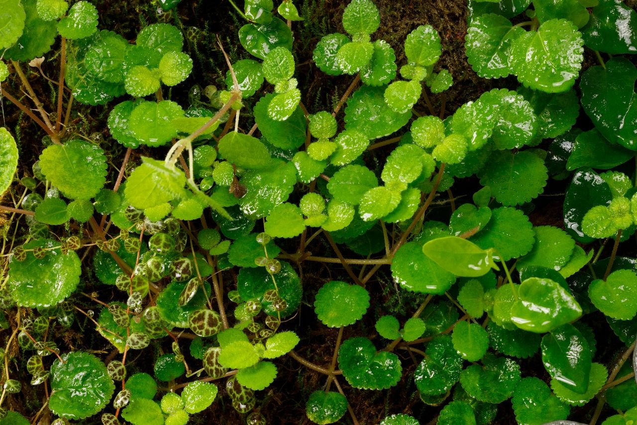 Terrarium tropikalne aktywne biologicznie