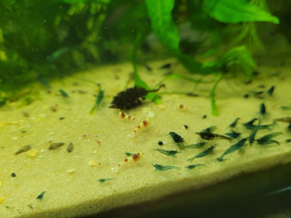 Camarões neocaridina blue dream,