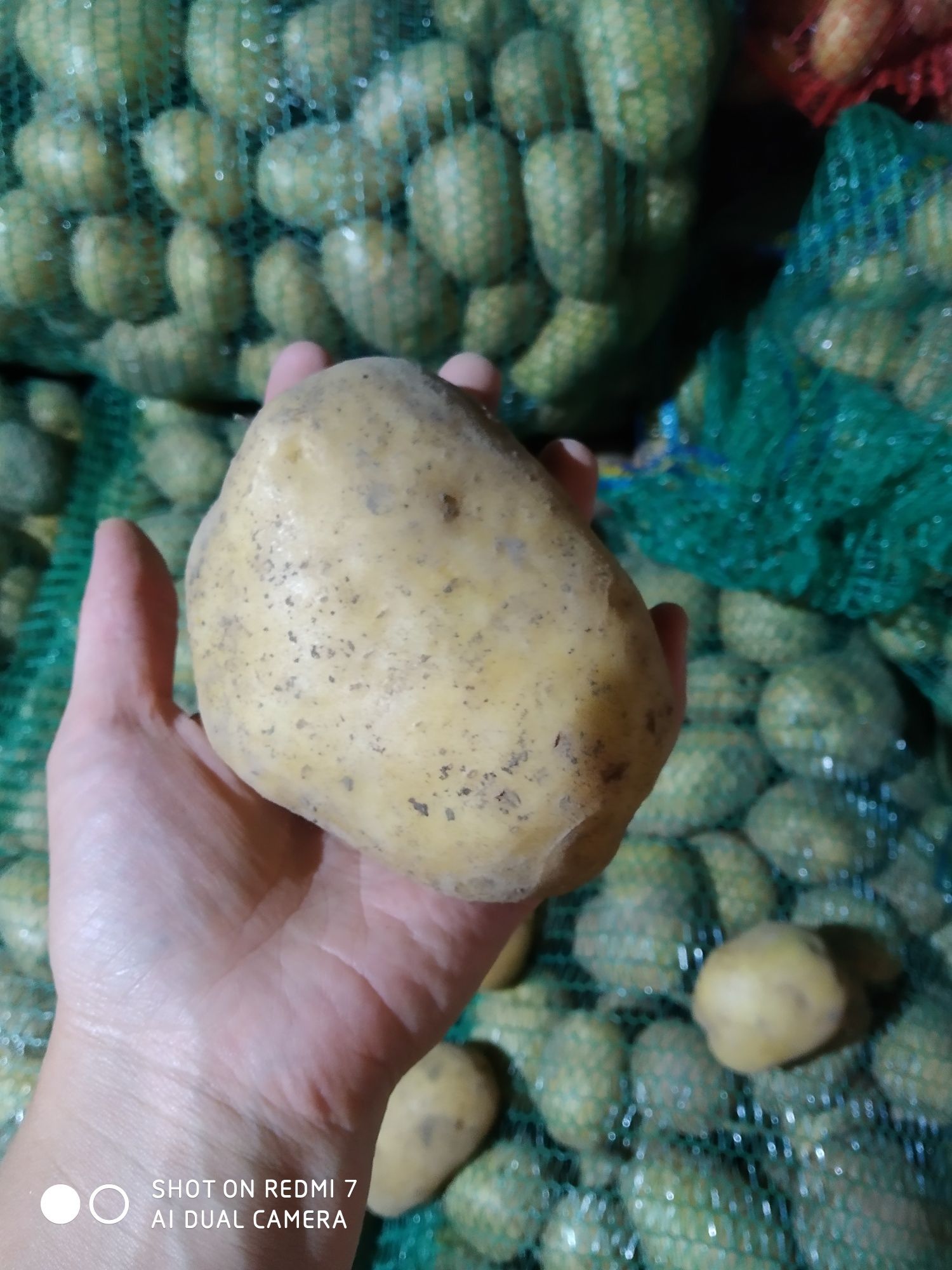 Продам домашню велику картоплю