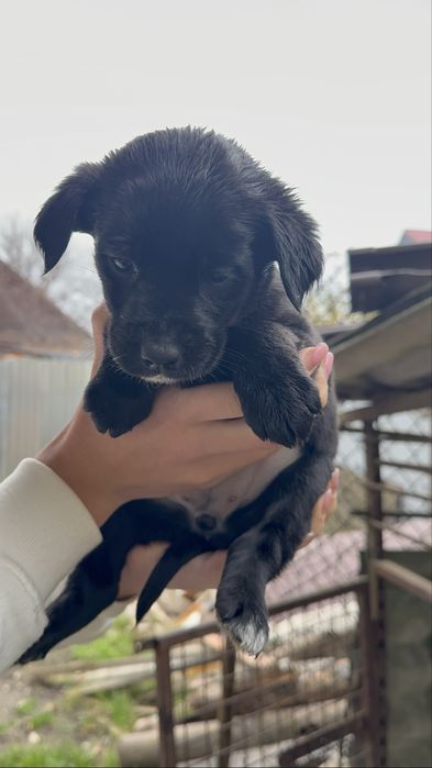 Цуценя лабрадор-дворняшка