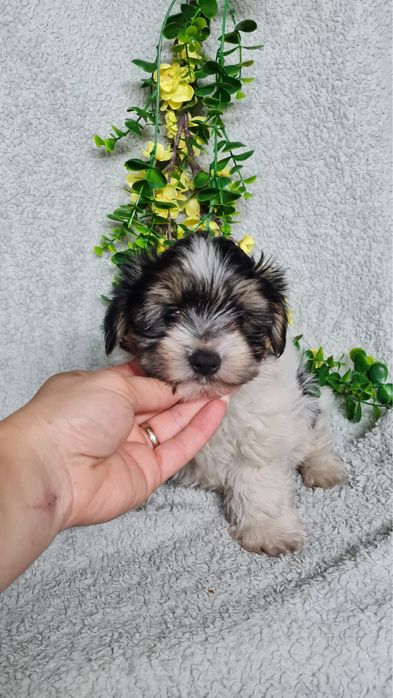 Yorkshire Beiwer mini de qualidade