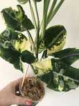 Сингоніум (syngonium) Scrambled eggs