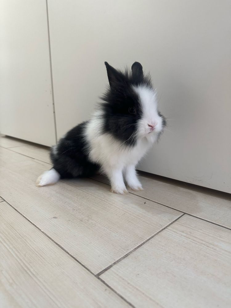 Coelhos anōes c/ 2 Meses (2 Meninos 1 Menina)