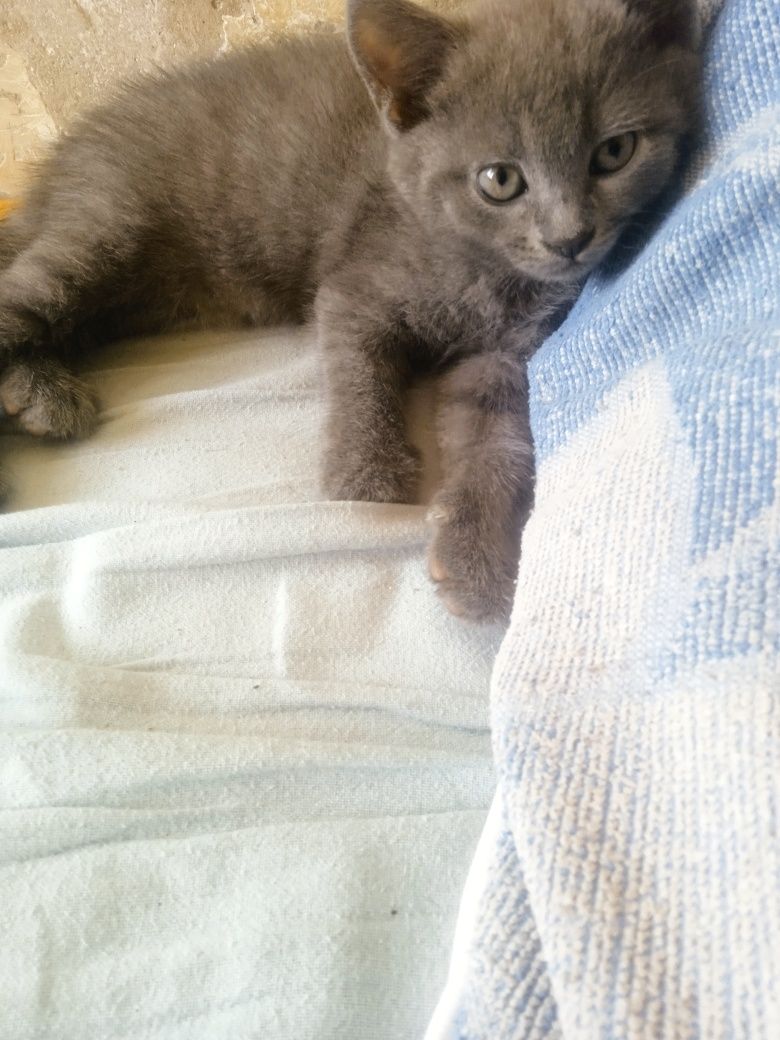 Отдам котят девочки