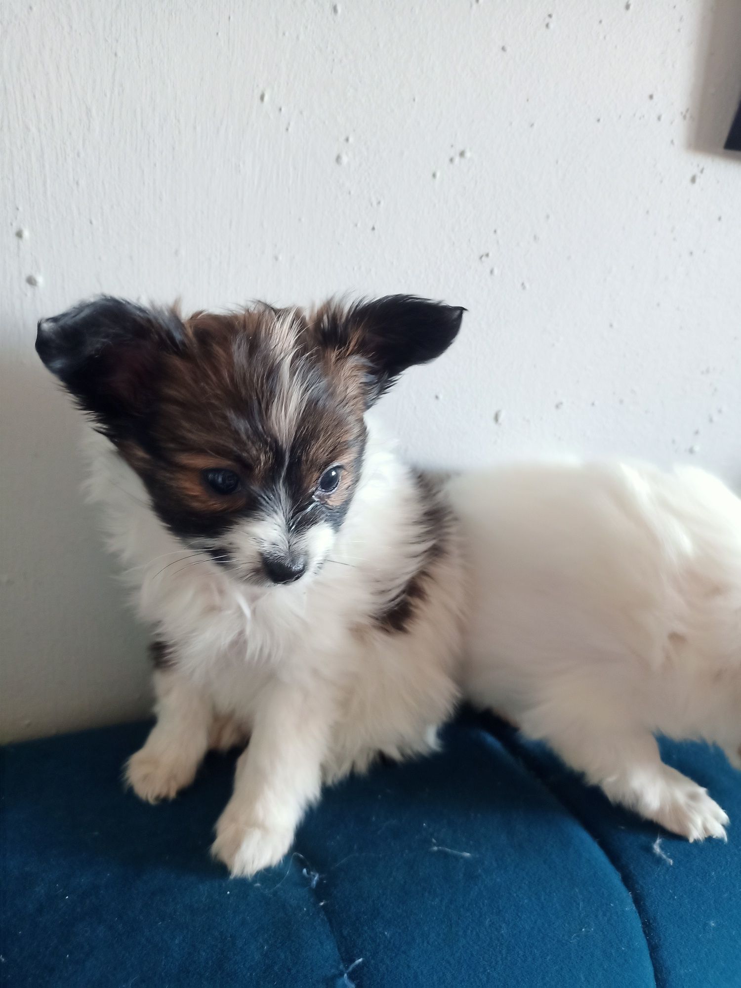 Papillon spaniel kontynentalny suczka