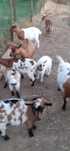Vendo cabras Anãs