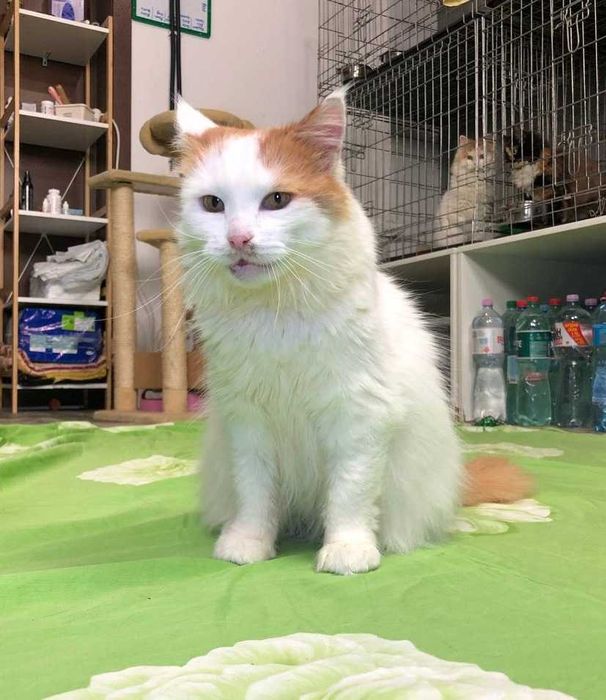 Буруля нежная и прикольная кошечка, возраст около 3 лет