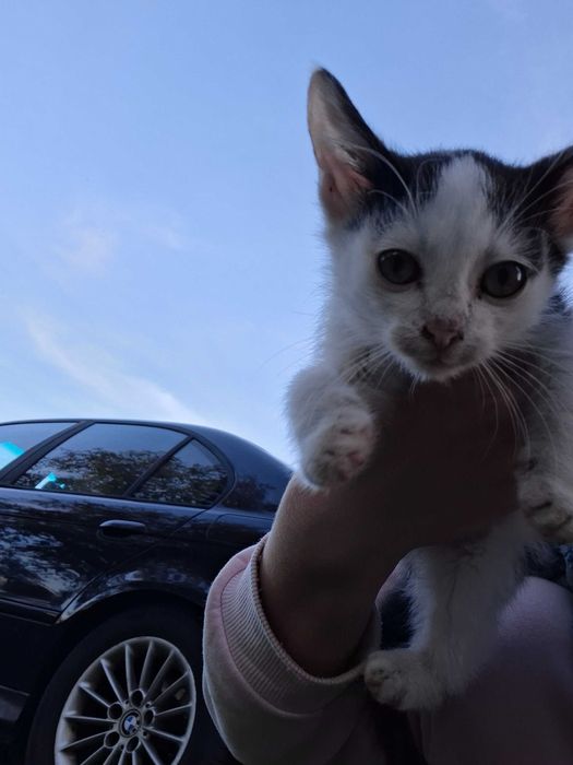 Oddam za darmo kotka