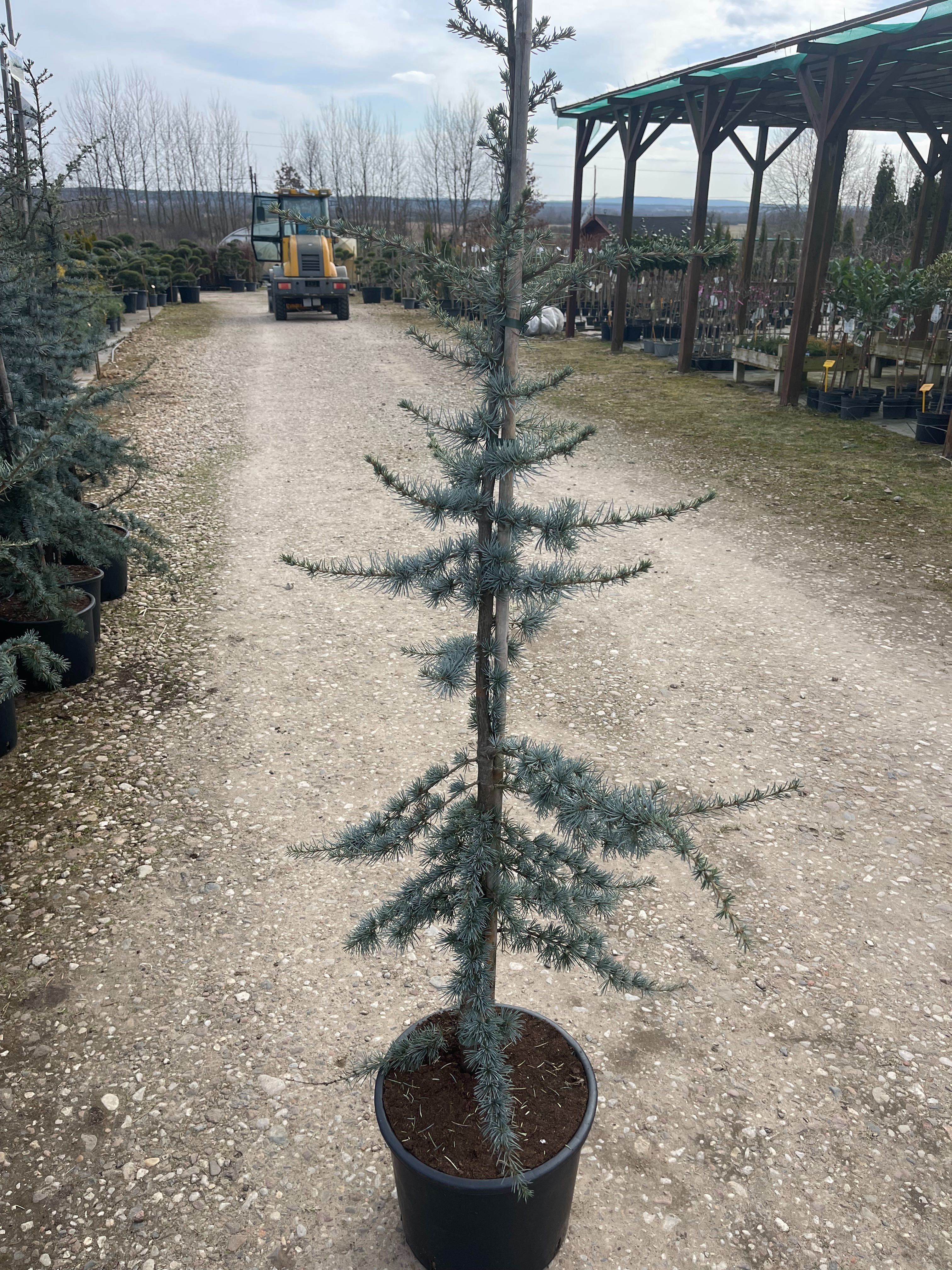 Cedr Libański Glauca 200 cm cena 390 zł