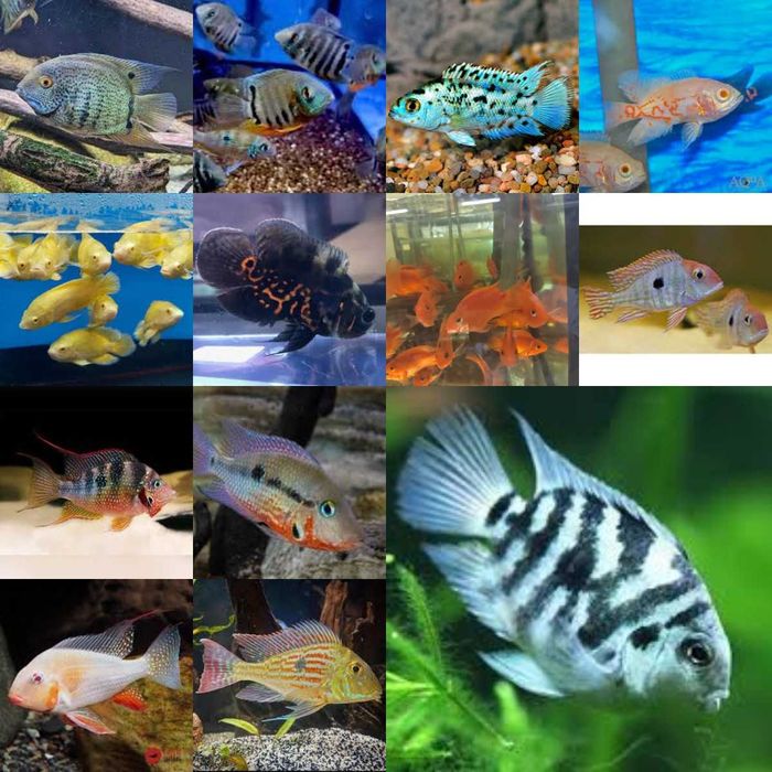 Pielęgnice i ziemiojady – Kraków • Odbiór Galeria Krakowska