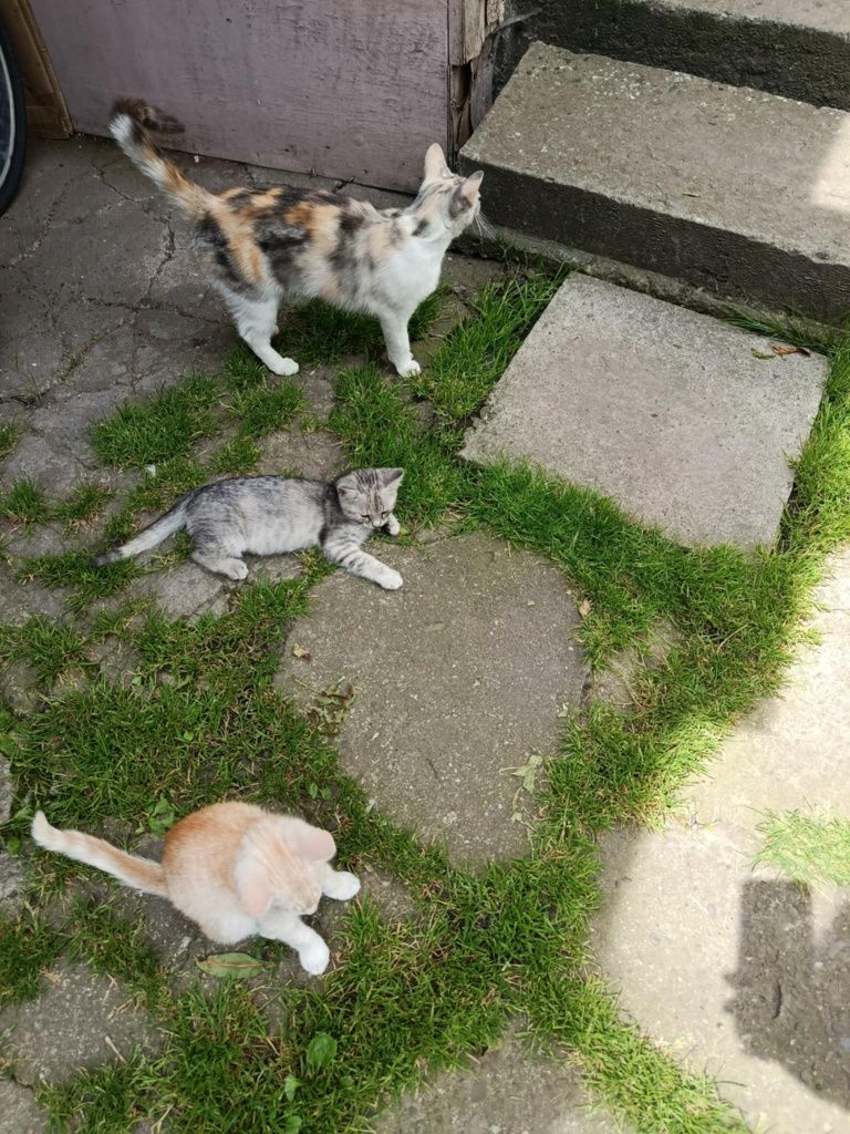 Oddam małe kotki